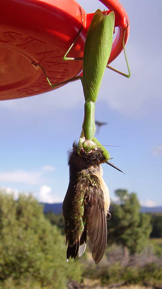 Praying mantises often capture birds at hummingbird feeders in house gardens. In this photo, a mantis is eating a Black-chinned hummingbird. (Image: Tom Vaughan)